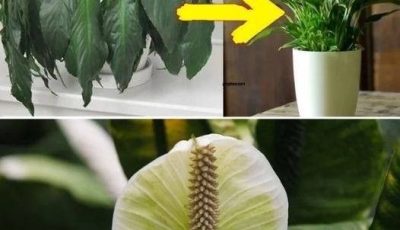 Place a Tablespoon on Any Plant at Home: What to Expect