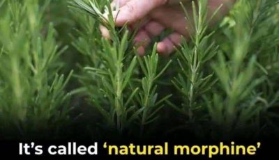 How to grow this plant abundantly at home.