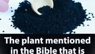 Plant in the Bible Said to Heal All Ailments