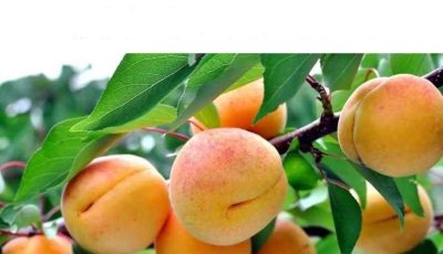 Vitamin B17: The Greatest C.a..ncer Camouflage in History – Nutritional Supplements