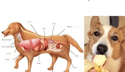 The 17 Healthiest Foods for Your Dog