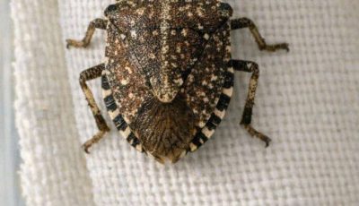 Found this weird shield-shaped bug crawling on my curtains in the middle of winter. It moves really slowly and has a speckled brown back. Is this going to bite or infest my house?