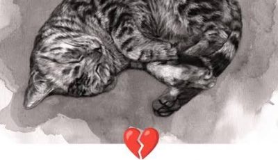 11 subtle signs your cat is sending you at the end of its life