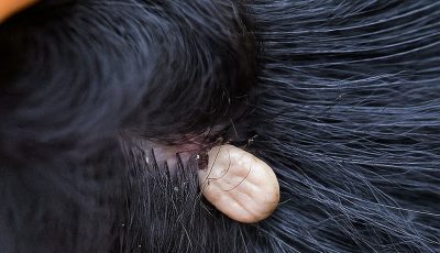 You found something strange in your child’s hair: What could it be and what should you do?