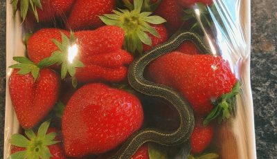 What this person found in the package of strawberries left them frozen.