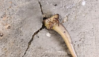 Esa mañana salí al balcón y noté algo extraño moviéndose dentro de la pared. En ese momento me superaron con puro terror, sobre todo cuando me di cuenta de lo que era