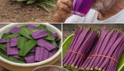Discover Purple Heart Leaves: The Vibrant Plant Behind This Soothing Herbal Tea