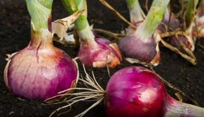 Doctors Reveal That Eating Onion Causes… (The Surprising Truth About Benefits & Side Effects)