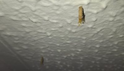 How to Identify and Rid Your Home of Ceiling Creepers