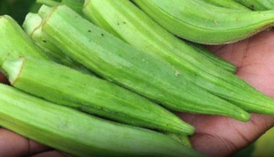 Doctors Reveal What Happens When You Eat Okra Regularly — The Slimy Superfood with Serious Benefits