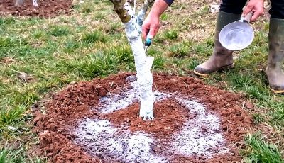 Five key actions before flowering to achieve an abundant harvest in fruit trees.