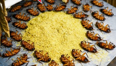 How to get rid of cockroaches effectively without using chemicals or spending money.