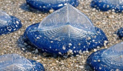 Found thousands of these translucent blue, plastic-looking ovals washed up on the beach today. They have a stiff fin on top and blue jelly underneath. Are they dangerous?