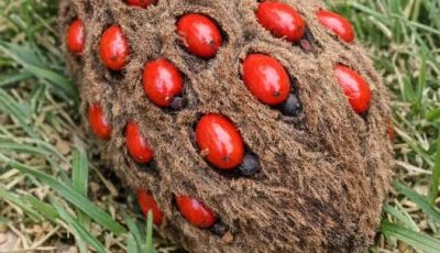 Found this weird fuzzy cone with bright red berries popping out of it under my tree. It looks like a hand grenade or something alien. Does anyone know what this is?