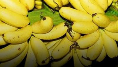 Doctors Warn: Eating Bananas Before Bed May Cause Unexpected Effects — Here’s What You Need to Know
