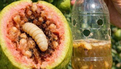 This is how they control the guava plague with a simple method and without chemical insecticides.