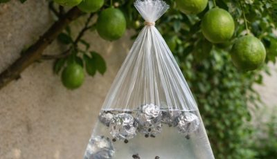 Hanging a bag of water on a branch: the curious effect that many people comment on in the garden.