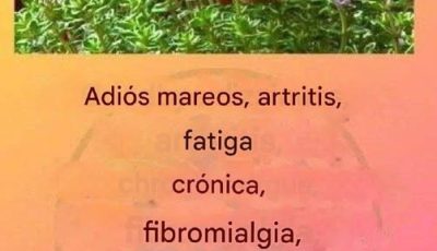Este es un verdadero “té de Dios”, ya que trata la artritis, el lupus, los mareos, los problemas de tiroides y la fatiga crónica.