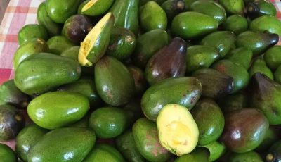 Te de hoja de aguacate hace el milagro de los milagros