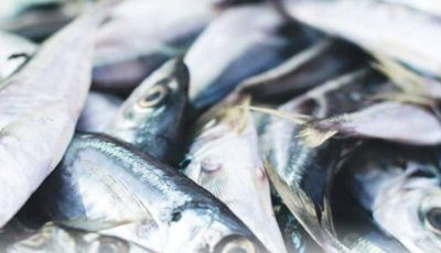 WARNING — STOP EATING THIS FISH IMMEDIATELY: A COMPLETE HEALTH ALERT & SCIENCE REVIEW (WHAT YOU MUST KNOW BEFORE IT’S TOO LATE)
