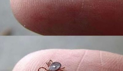 If You Notice This Insect, Follow These Important Steps