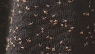 What I Found on My Pant Leg After Walking Outsi