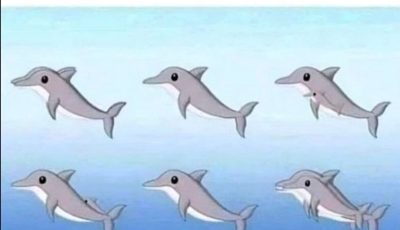 How many dolphins can you spot in the picture?