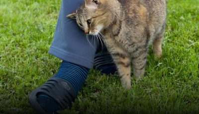 What it means when a cat rubs against you