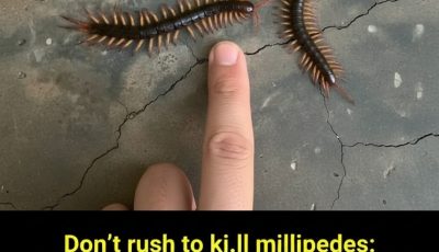 If You See a Millipede Crawling Into Your House, Don’t Ki.ll It Right Away