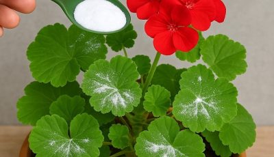 Here’s how to have geraniums full of flowers: you have to water them like this to always have them thriving