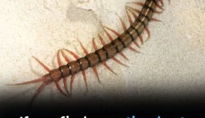  If You Find a Centipede at Home, Here’s What It Means…