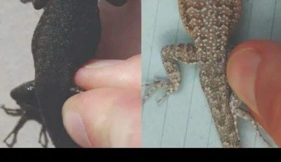Did You Know? When a Lizard Visits Your House, It Could Be a Sign of These Surprising Things