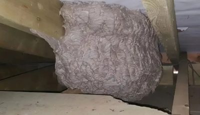 A man, thinking he had found a “hornet’s nest” in his attic, was struck with panic when he discovered what was really inside… 😵 👇 See the first comment. 👇 👇 👇