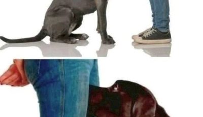 If your dog sniffs your genitals, here’s what it means